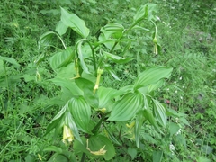 Disporum uniflorum