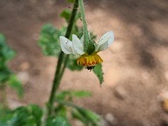 Loasa triloba