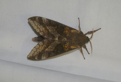 Oxycanus
