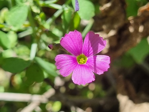 Oxalis rosea, photograph 3