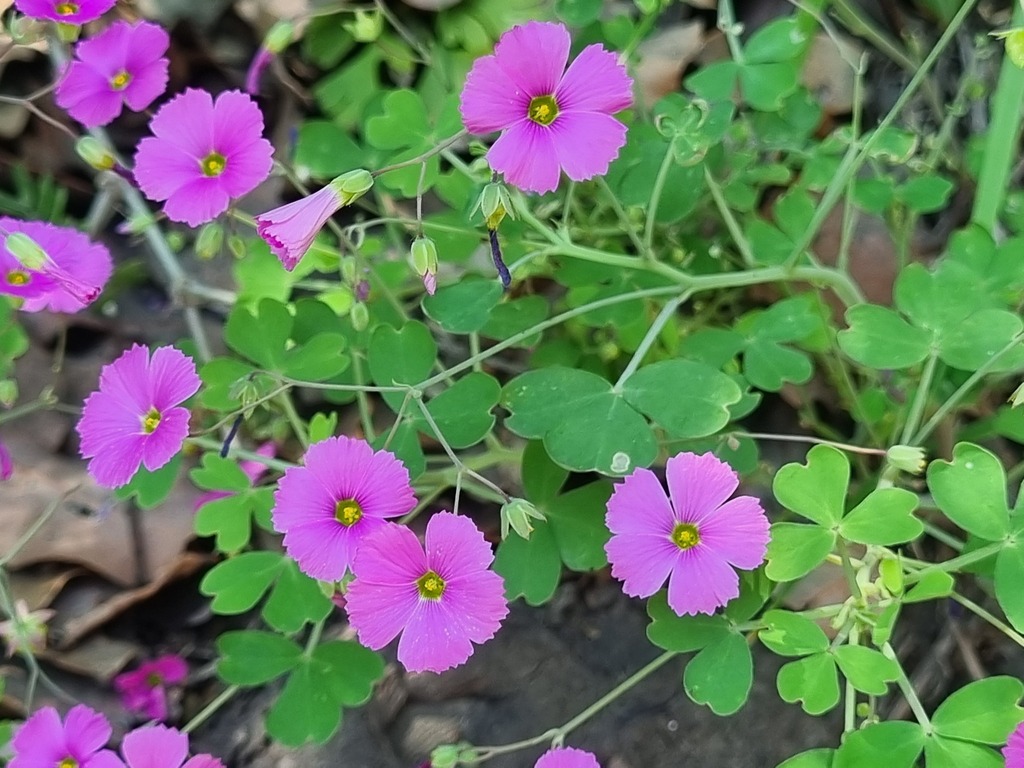 Oxalis rosea; photograph (c) Cesar Ormazabal, some rights reserved (CC BY)