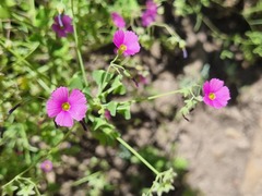 (c) Cesar Ormazabal, some rights reserved (CC BY) Oxalis rosea, photograph (c) Cesar Ormazabal, some rights reserved (CC BY)