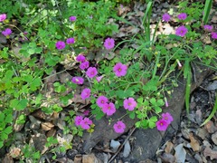 (c) Cesar Ormazabal, some rights reserved (CC BY) Oxalis rosea, photograph (c) Cesar Ormazabal, some rights reserved (CC BY)