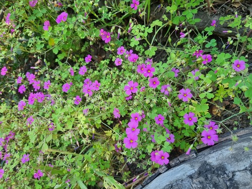 Oxalis rosea, photograph 5