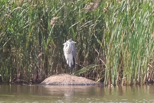 iNaturalist image