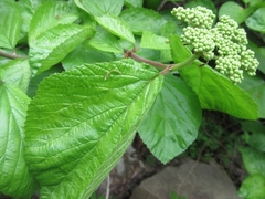Viburnum dilatatum