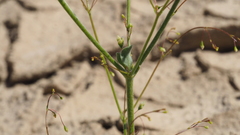 Eriogonum ordii