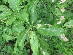 Euonymus hamiltonianus