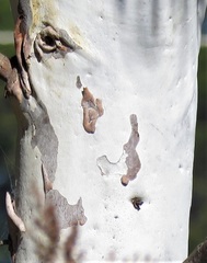 Eucalyptus mannifera