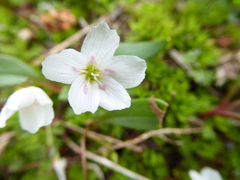 Claytonia multiscapa pacifica