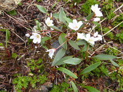 Claytonia multiscapa pacifica