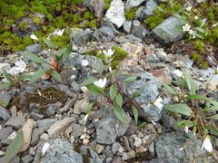 Claytonia multiscapa pacifica