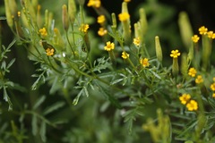 Tagetes multiflora