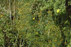 Tagetes multiflora