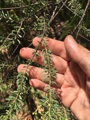 Acacia conferta