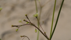 Eriogonum ordii