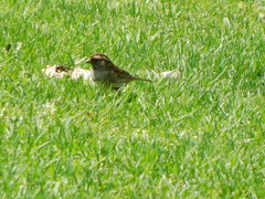 Zonotrichia albicollis