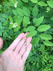 Lathyrus holochlorus