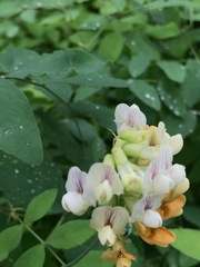 Lathyrus holochlorus