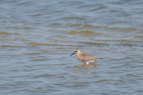iNaturalist image