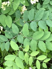 Lathyrus holochlorus