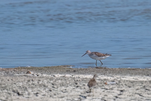 iNaturalist image