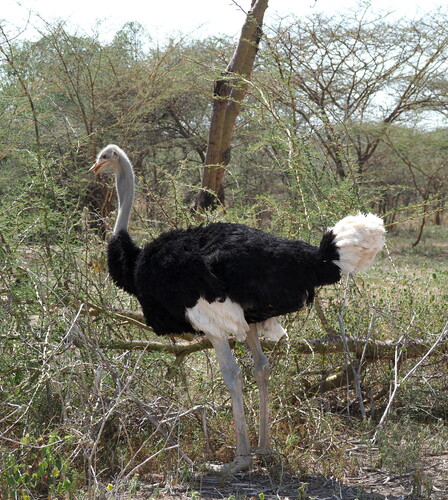 Somali Ostrich