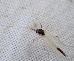 Chironomidae