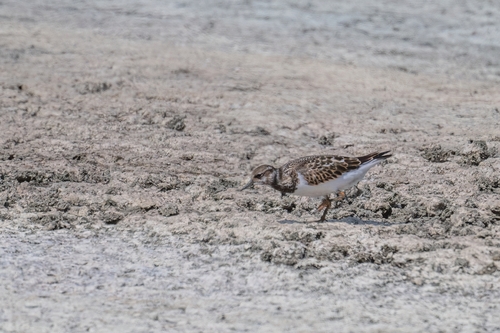 iNaturalist image