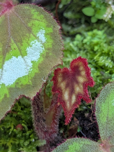Begonia palmata, photograph 6