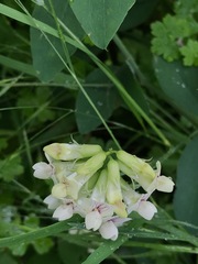 Lathyrus holochlorus