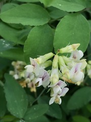Lathyrus holochlorus