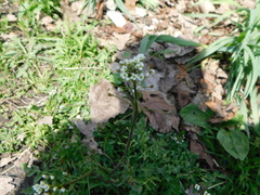 Capsella bursa-pastoris