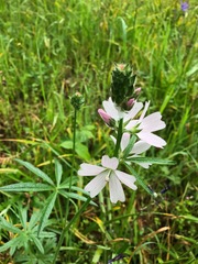Sidalcea campestris