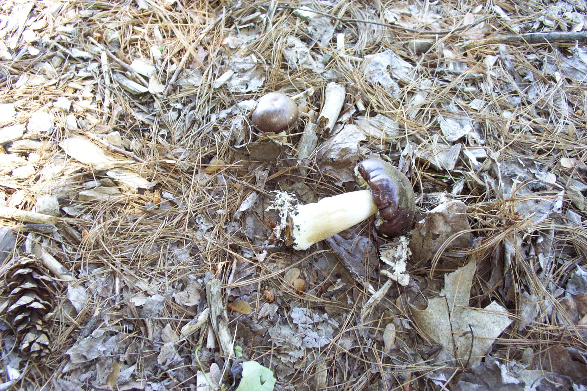 Stropharia rugosoannulata image