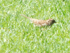 Zonotrichia albicollis