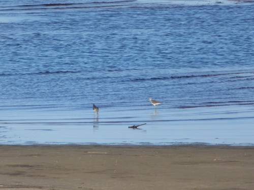 iNaturalist image
