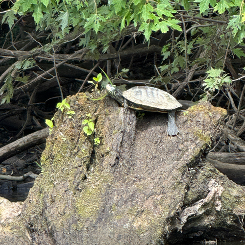 Northern Map Turtle