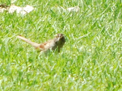 Zonotrichia albicollis