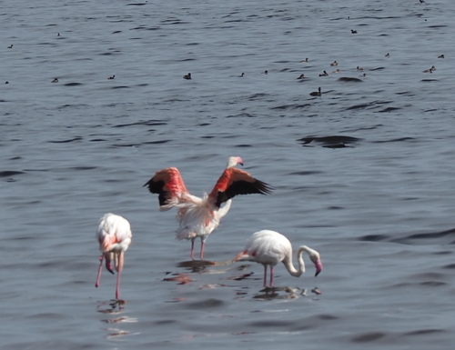 iNaturalist image