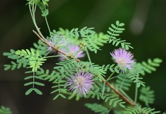 Mimosa borealis
