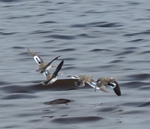 iNaturalist image