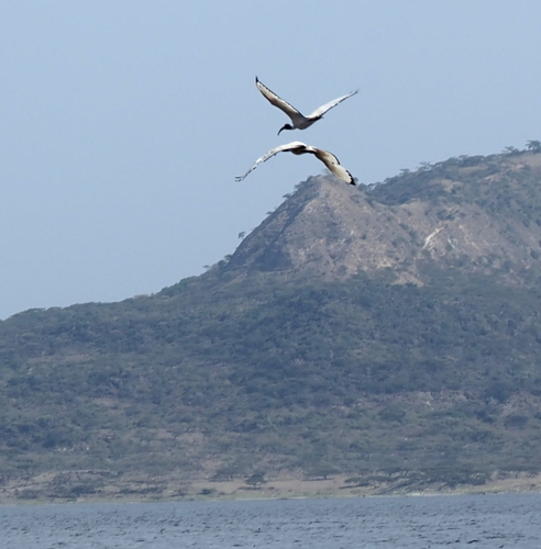 iNaturalist image