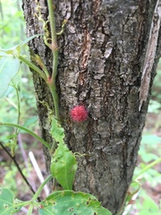 Callirhytis seminator