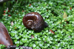Macrocyclis peruvianus