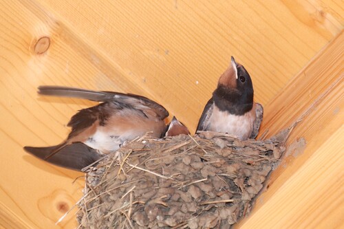Barn Swallow