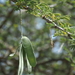 Acacia oliveri