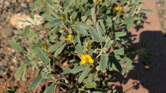Senna bauhinioides