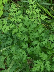 Ligusticum