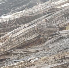 Brochymena lineata